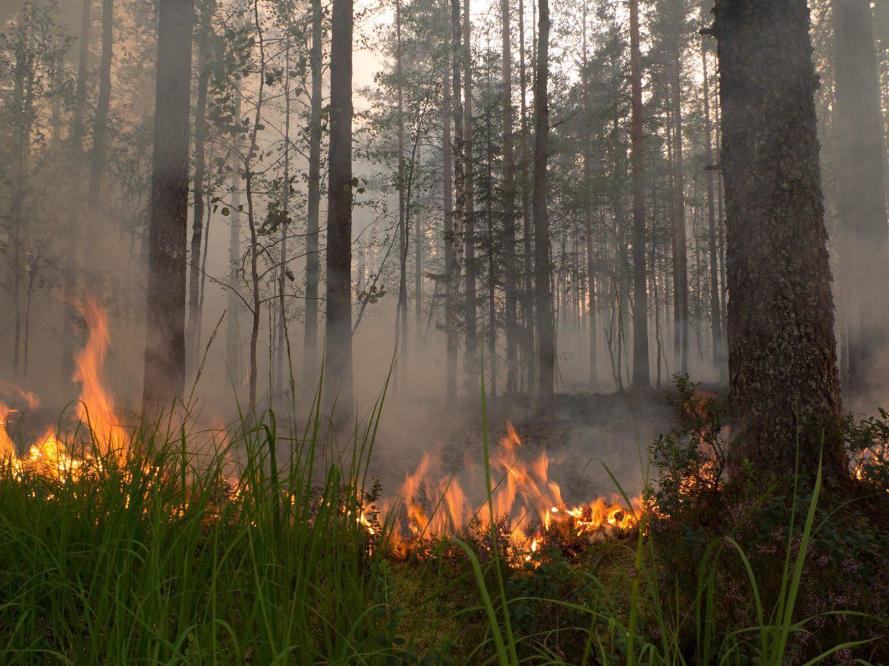 В Ленинградской области ожидаются сильные лесные пожары 