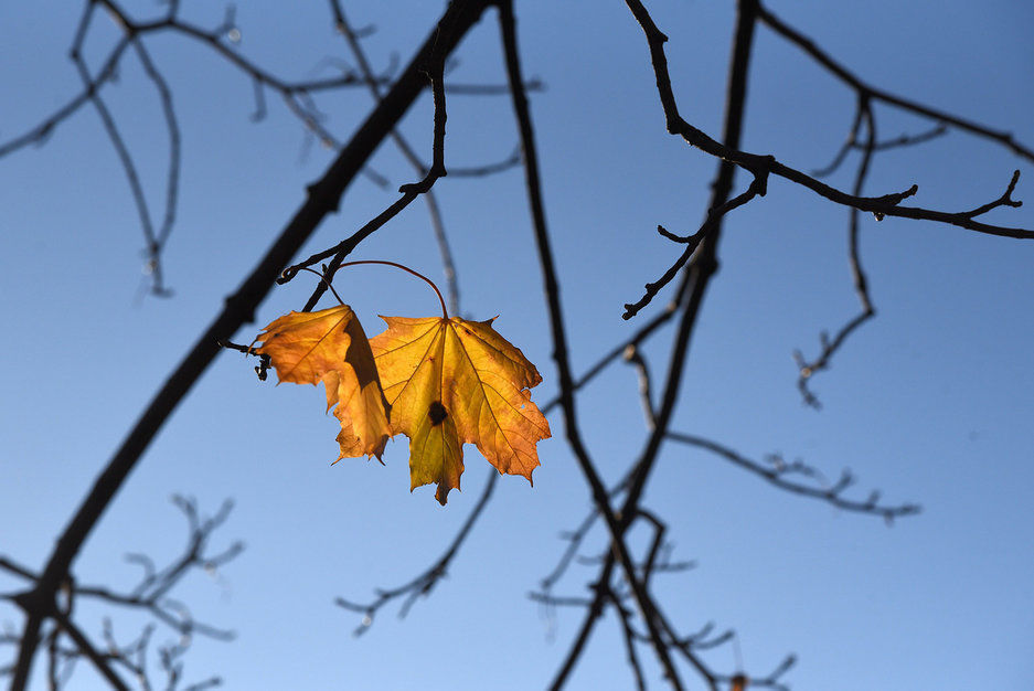 В понедельник в Петербурге без осадков и гололедица 