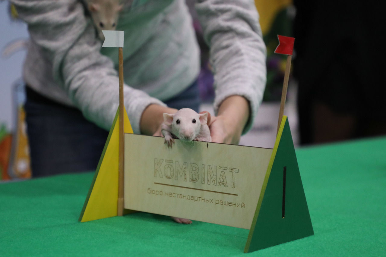 В Петербурге провели первый в истории России крысиный конкур