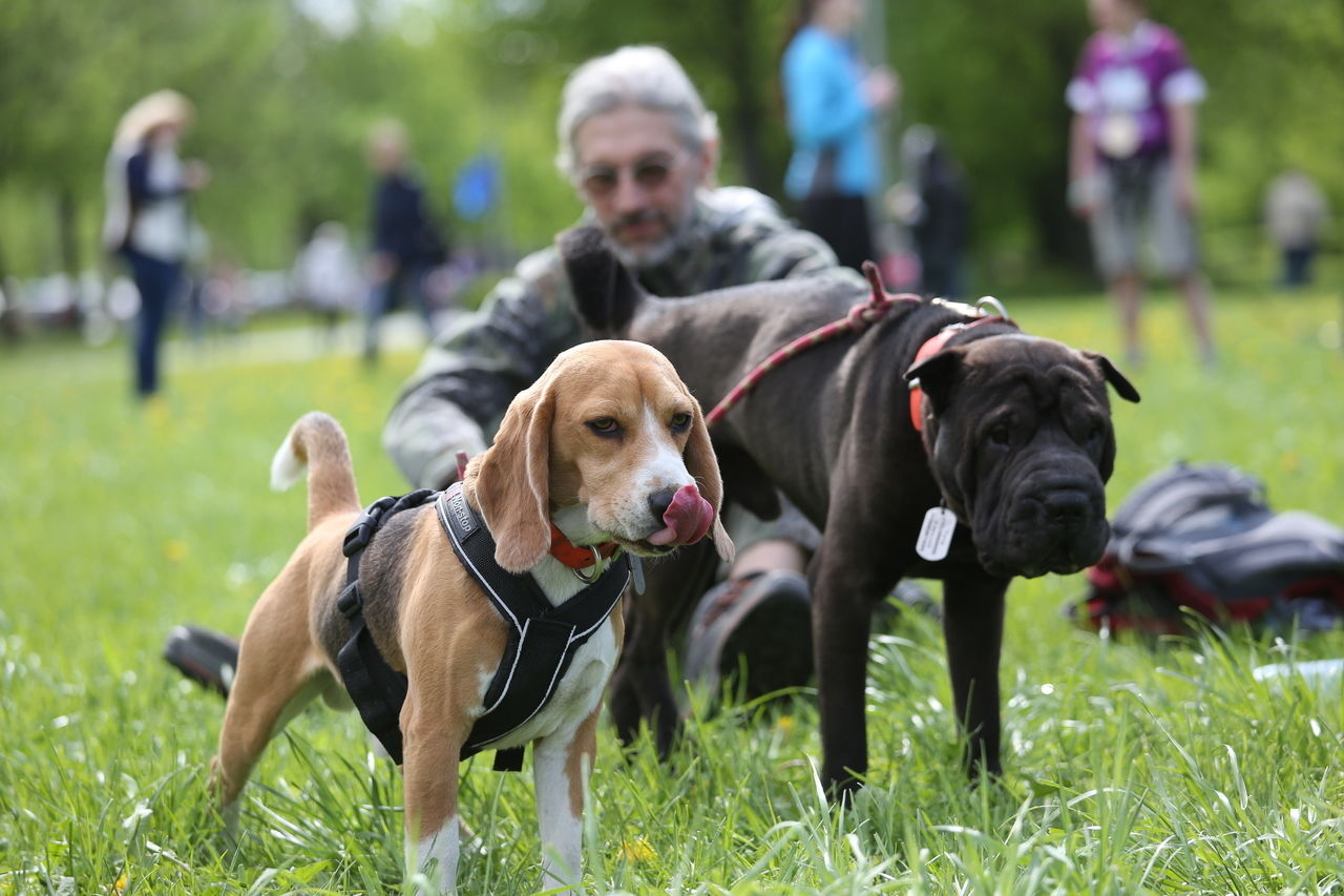 Законодательное собрание региона определит полномочия в сфере обращения с животными