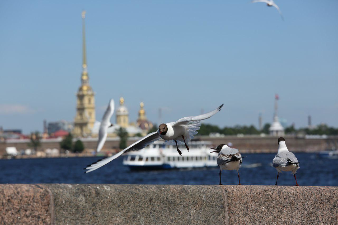 Что произошло в городе на Неве 20 июня