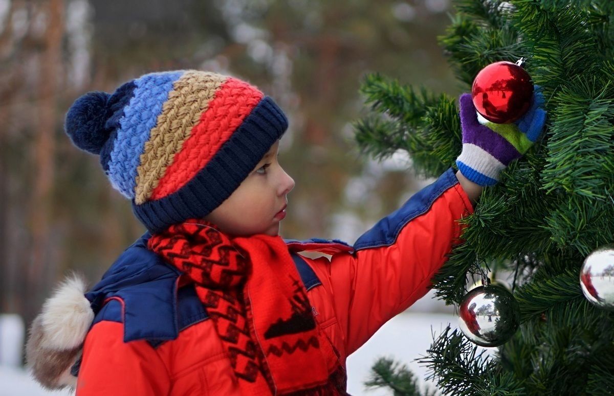 Где петербуржцам бесплатно срубить новогоднюю елку
