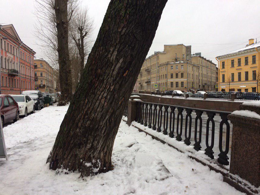 В Петербурге решать вопросы о вырубке старых деревьев будет экспертный совет