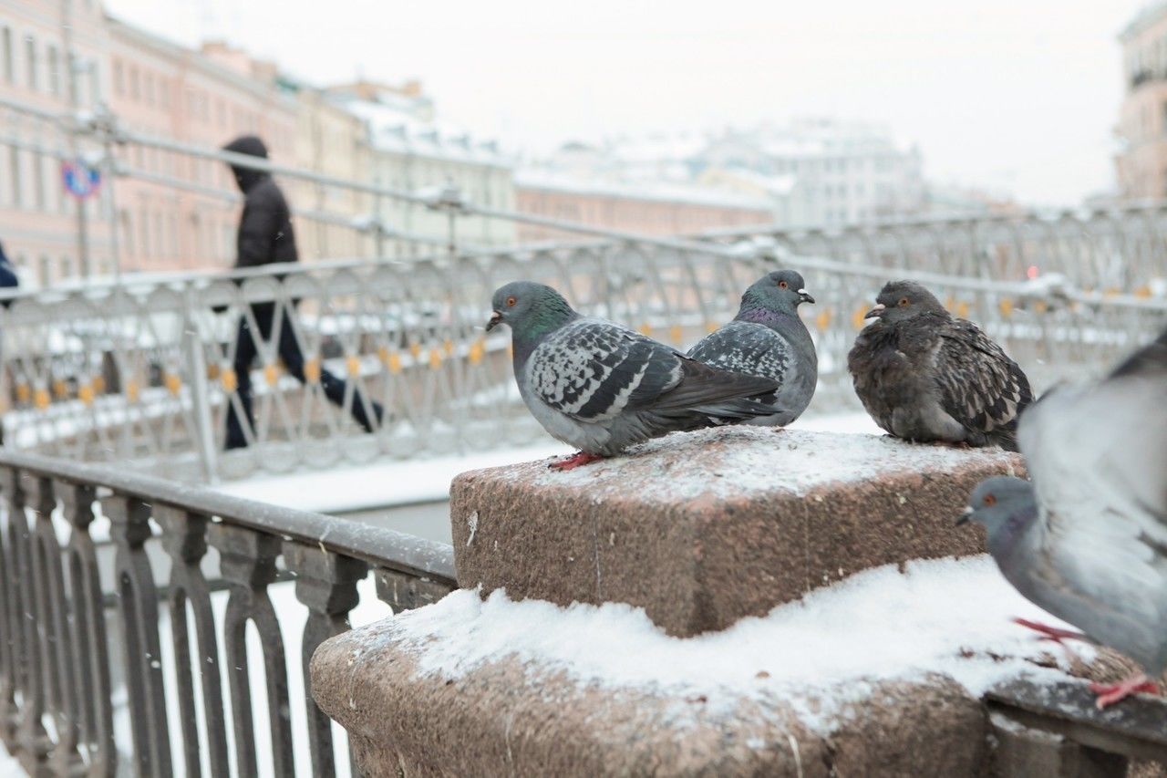 Понедельник встретит петербуржцев мокрым снегом и дождями 