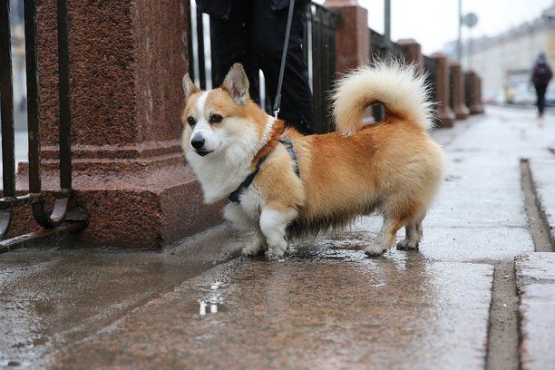 В четверг циклонический вихрь принесет в Петербург дожди 