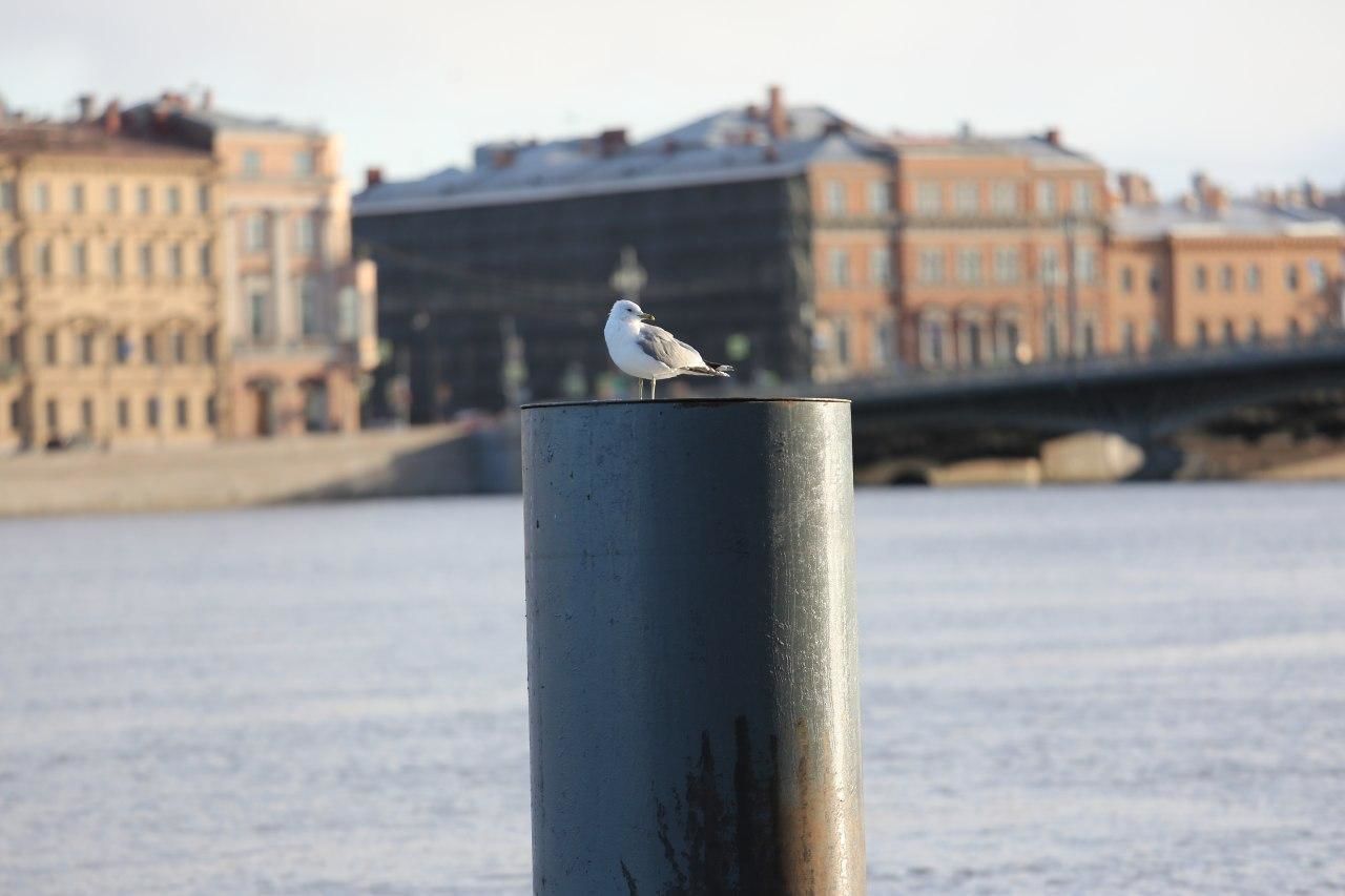 Сегодня в Петербурге воздух прогреется до +23 градусов