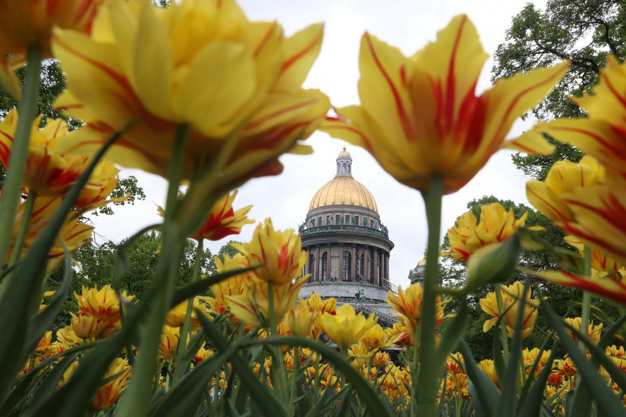 Петербург в цветах